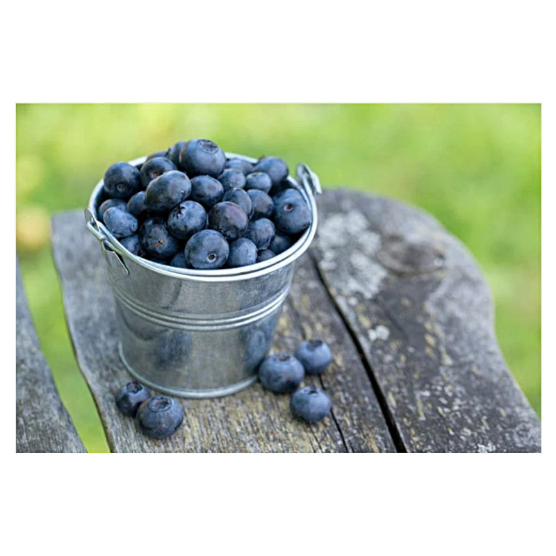 Elmwood Inn Fine Teas Blueberry Fruit Infusion — 15 Plant-based Pyramid Sachets
