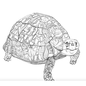 Nature's Portrait's Tortoise