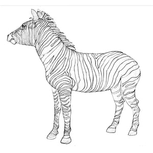 Nature's Portraits Zebra