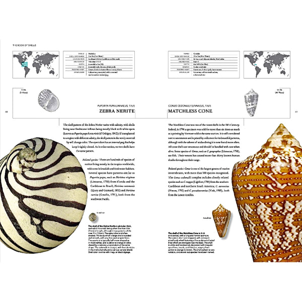 THE BOOK OF SHELLS: A LIFE-SIZE GUIDE TO IDENTIFYING AND CLASSIFYING S ...