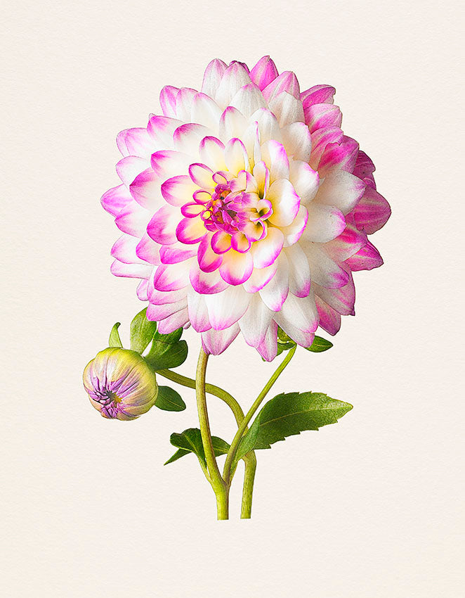 The Most Beautiful Flowers -- Kenji Toma
