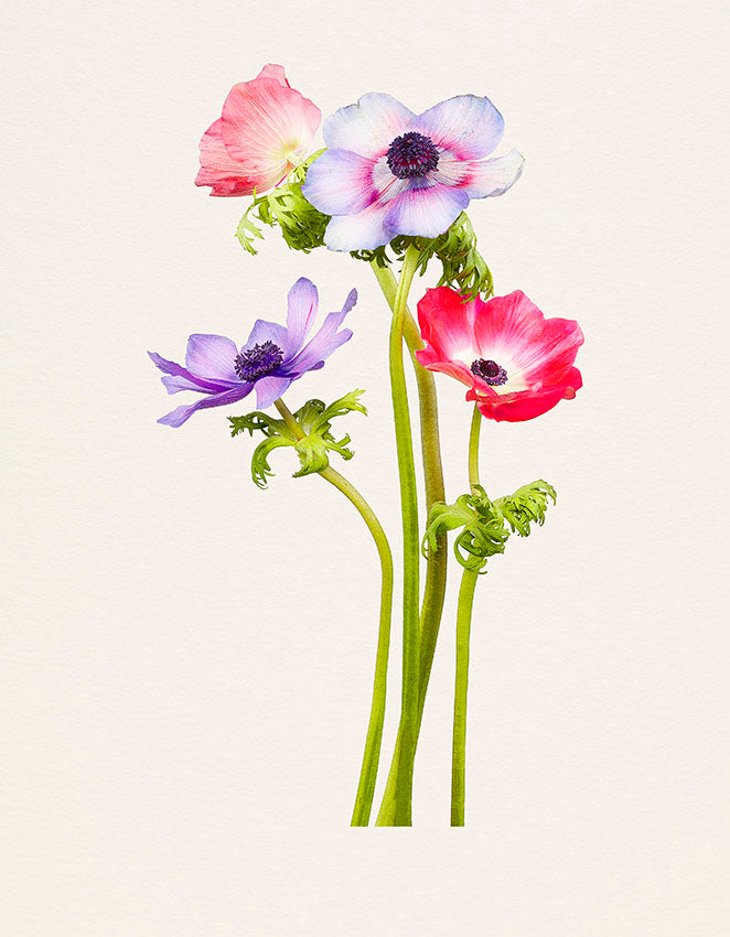 The Most Beautiful Flowers -- Kenji Toma