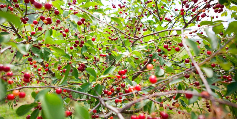 Morello Sour Cherries in Syrup - Amarena di Cantiano — from Morello Austera