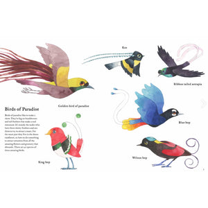 The Atlas of Amazing Birds — by Matt Sewell (Author, Illustrator)