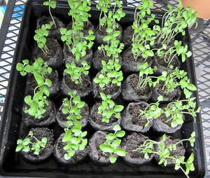 Basil Seedlings Grown by The Gardner's A-Z Guide to Growing Organic Food