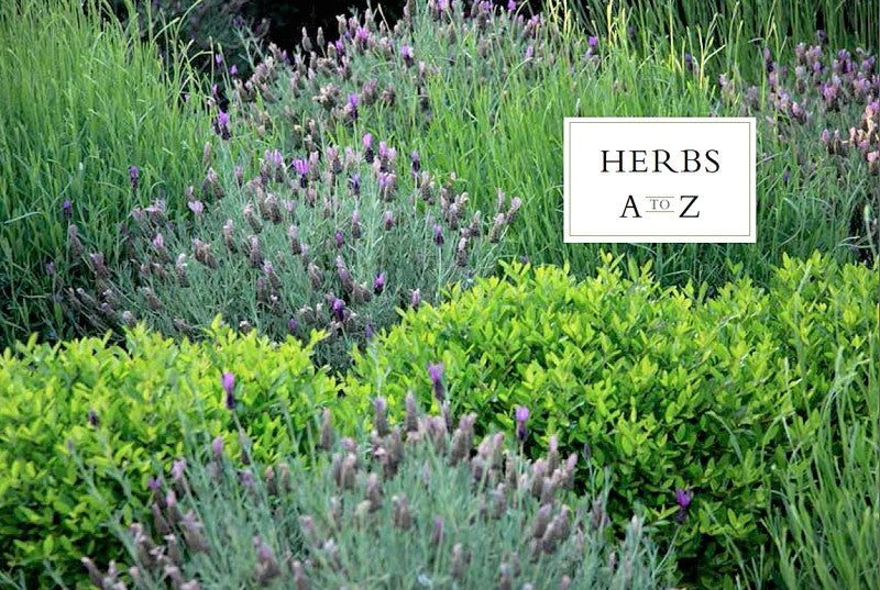 The New American Herbal — By Stephen Orr