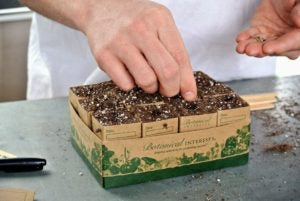 GROW YOUR OWN INDOOR/OUTDOOR BEE & BIRD FRIENDLY GARDENING KIT — WITH ORGANIC AND NON-GMO SEEDS FROM BOTANICAL INTERESTS