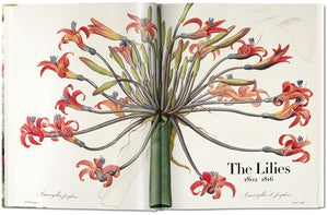 Redoute'. The Book of Flowers — By H. Walter Lack