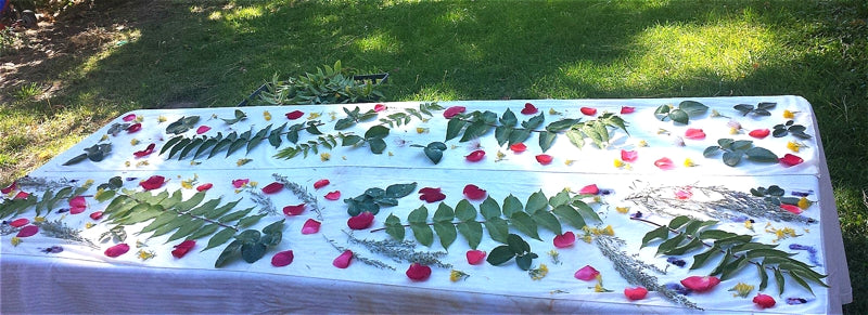 Part of Sara Griego's process of making her Nature's Diary scarves