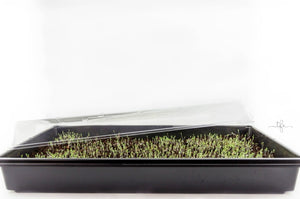 GROW YOUR OWN INDOOR/OUTDOOR BEE & BIRD FRIENDLY GARDENING KIT — WITH ORGANIC AND NON-GMO SEEDS FROM BOTANICAL INTERESTS