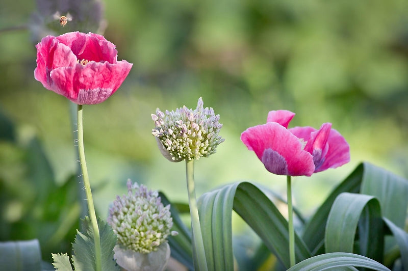 Vegetables Love Flowers: Companion Planting For Beauty and Bounty — Lisa Mason Ziegler