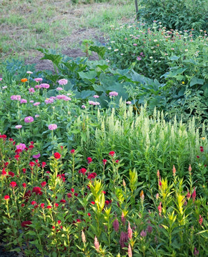 Vegetables Love Flowers: Companion Planting For Beauty and Bounty — Lisa Mason Ziegler