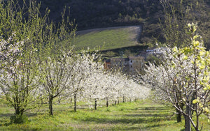 Morello Sour Cherries in Syrup - Amarena di Cantiano — from Morello Austera